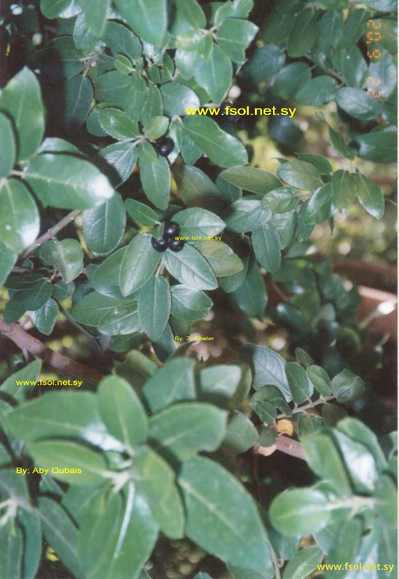 Rhamnus alaternus  L